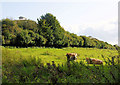 Cattle Grazing, Winnall