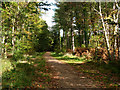 Footpath in Creech Woods