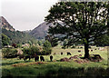 SD3198 : Meadows near Low Yewdale by jirikruta