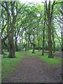 Hearsall Common, late spring