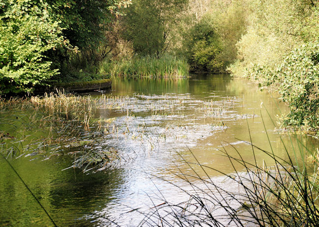 River Itchen © Pierre Terre :: Geograph Britain and Ireland