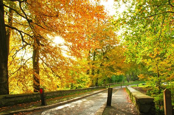 Autumn at Minnowburn 2008 (1) © Albert Bridge :: Geograph Ireland