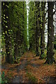 Avenue of trees, Eastnor