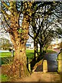 Trees, Castle Park Avenue