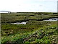 Salt marsh in the abandoned Pembrey Harbour