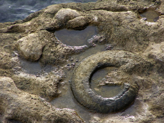 Worn ammonite fossil, Hedbury © Jim Champion cc-by-sa/ :: Geograph  Britain and Ireland