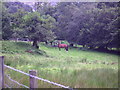 Wet pastureland by the Afon Tanant