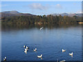 NY3703 : View across Windermere from Waterhead by Stephen Craven