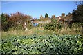 Liquorice Park allotment