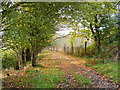 Autumnal footpath