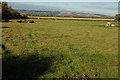 Cattle near Claydon Farm, Fiddington