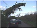 Passing place and windswept tree, near Llanbethery, Vale of Glamorgan