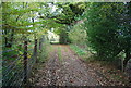 Footpath in the woods