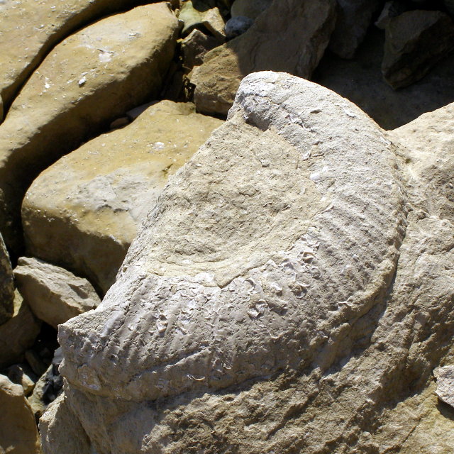 Large ammonite fossil, Southwell Landslip