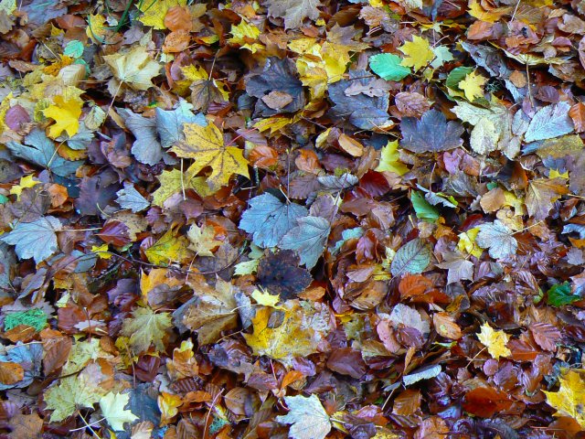 Kaleidoscope of leaves © James Allan :: Geograph Britain and Ireland