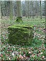 Mossy Stone in beech woods, Forest of Dean