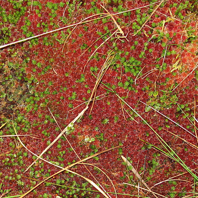 Bog moss in autumn colours