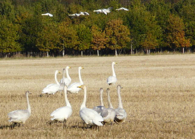 Whooper Swans arriving for breakfast at Balinroich