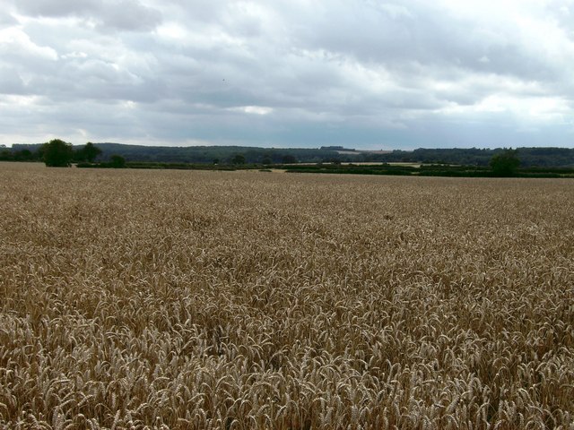 Wheat and Wolds