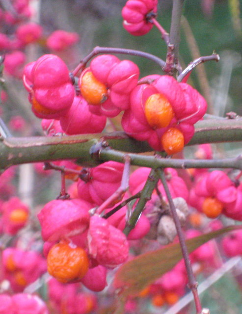 Spindle Tree fruit and seeds (Euonymus... © Rod Allday cc-by-sa/2.0 ...