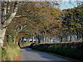 Tree-lined road near Pennar-fawr, Llandisiliogogo