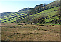 Marshland near Nant-y-gwyrddail