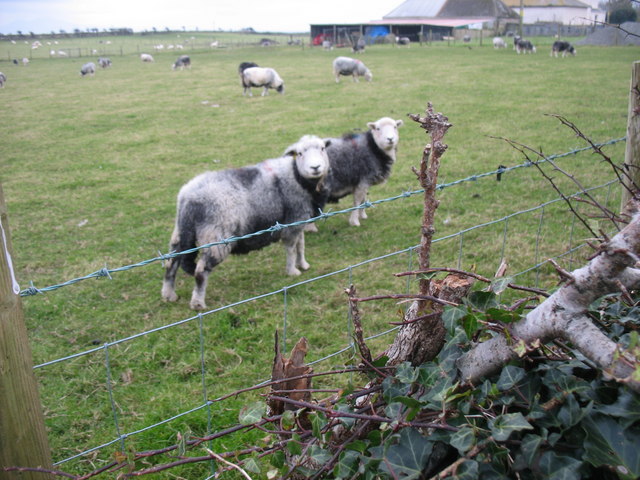 Curious sheep at Rectory Farm