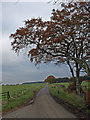 Beech Trees