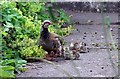 Red-legged partridge with chicks