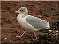 SX9372 : Gull, Shaldon by Derek Harper