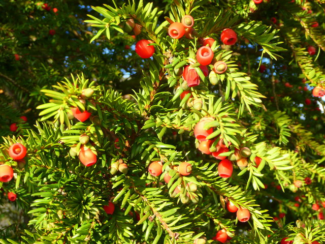 Fruit of the yew
