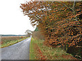 Roadside Beech Trees