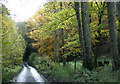 ST7870 : 2008 : Autumn beeches on Oakford Lane by Maurice Pullin