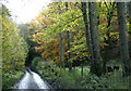 2008 : Autumn beeches on Oakford Lane