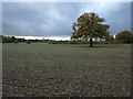 Field near Walton Farm