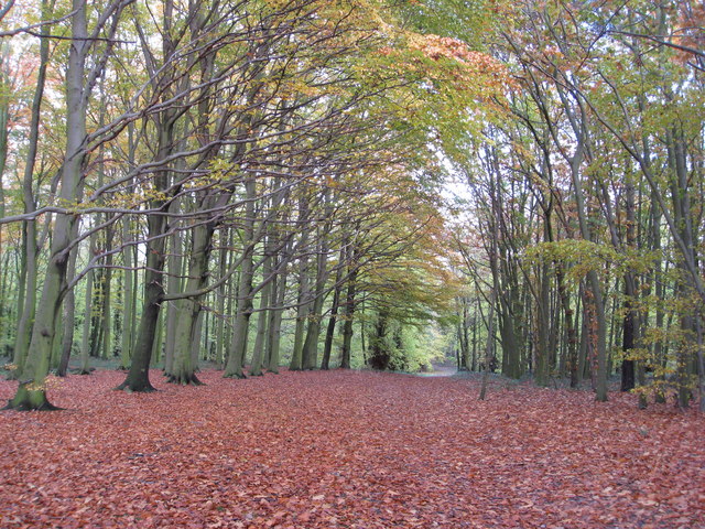 Gleadthorpe New Plantation Footpath © Alan Heardman Cc By Sa20 Geograph Britain And 5146