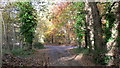 Bridleway on Hydon Heath