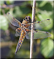 TL3369 : Four-spotted Chaser (Libellula quadrimaculata) by Hugh Venables