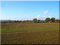 Field near Lower Edburton Barn