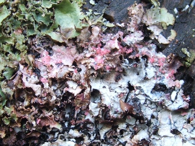 Fungal parasite on lichen