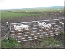 SH3369 : Sheep near Plas Llangwyfan by Eric Jones