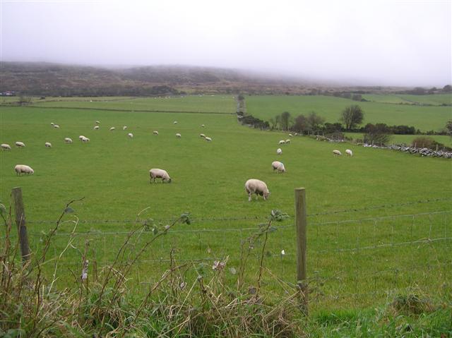 Sheep at Garvary