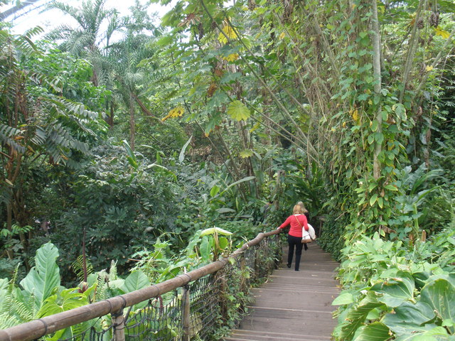 Walkway, inside the tropical biome © Roger Cornfoot :: Geograph Britain ...