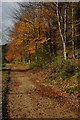 Path through Woodchester Park