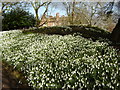 Hodsock  Priory  over  a  bank  of  Snowdrops