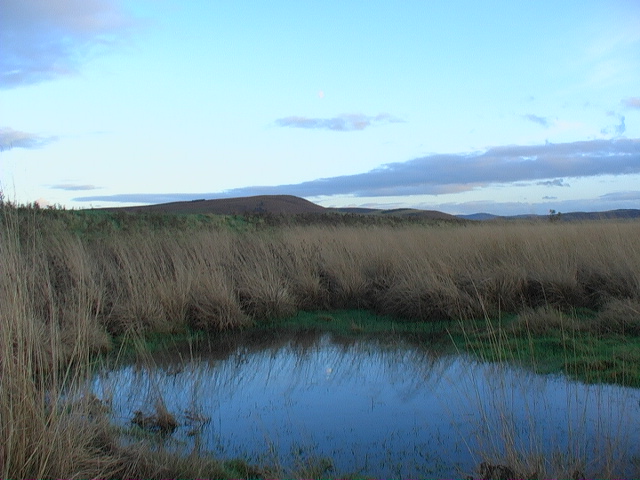 Mini wetland by river embankment