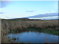 NT9732 : Mini wetland by river embankment by ian shiell