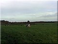 SP8343 : Cows Grazing, Hill Farm by mick finn