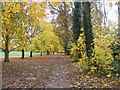 Hearsall Common, maples