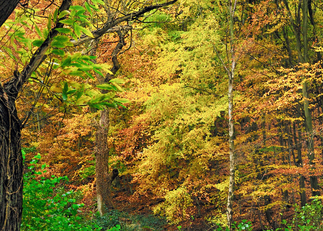 Autumn Woods in The Rain